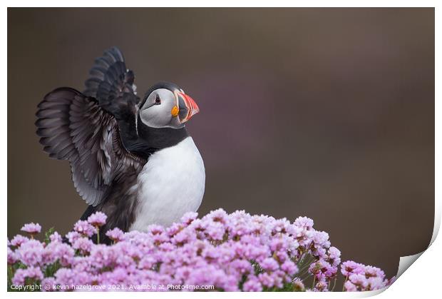 Puffin in sea pink Print by kevin hazelgrove