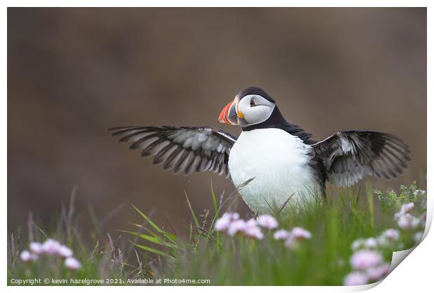 clifftop puffin Print by kevin hazelgrove