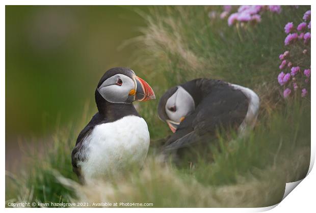 A pair of puffins Print by kevin hazelgrove