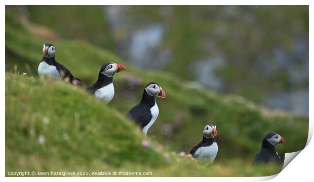 puffin quintet Print by kevin hazelgrove