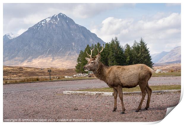 A posing deer and The Buachaille, Glencoe Scotland Print by Anthony McGeever