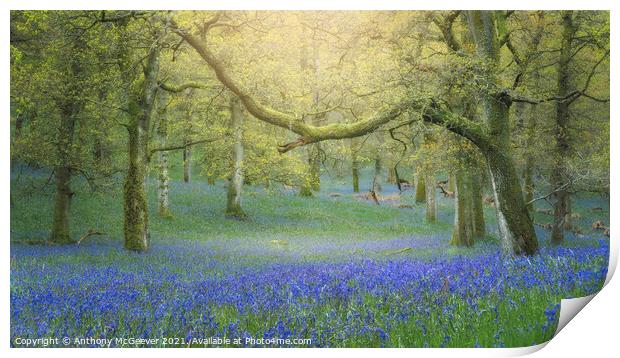 Hazy Bluebell Woods Print by Anthony McGeever