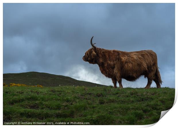 A large brown Highland cow standing on top of a lu Print by Anthony McGeever