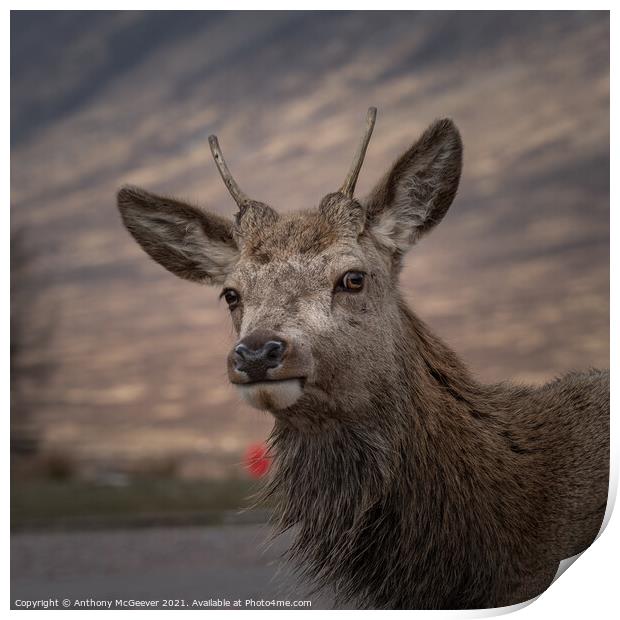 Wild Deer in the Highlands  Print by Anthony McGeever