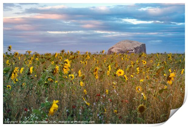 Sunflowers and Bass Rock  Print by Anthony McGeever