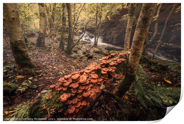 Autumnal Woodland   Print by Anthony McGeever