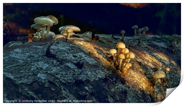Sunlit Mushrooms Print by Anthony McGeever