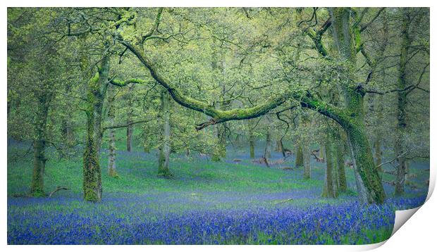 Ancient Bluebells  Print by Anthony McGeever