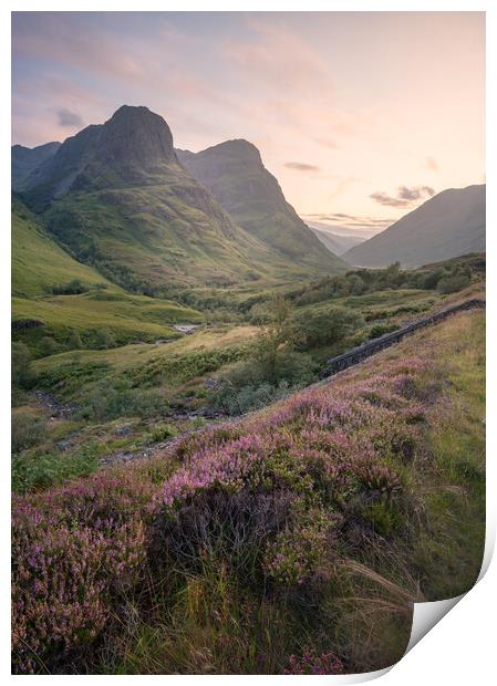 Heather in Glencoe  Print by Anthony McGeever