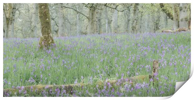 Misty Bluebells Print by Anthony McGeever