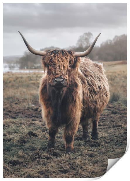 A Heilan Coo  Print by Anthony McGeever