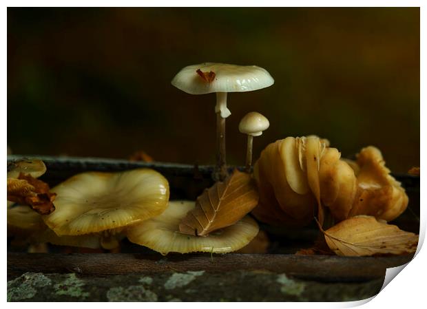 Autumn Leaves and Mushrooms Print by Anthony McGeever