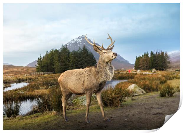 Scottish Highland Stag  Print by Anthony McGeever