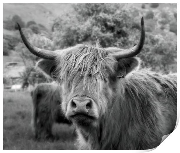 Heilan Coo  Print by Anthony McGeever