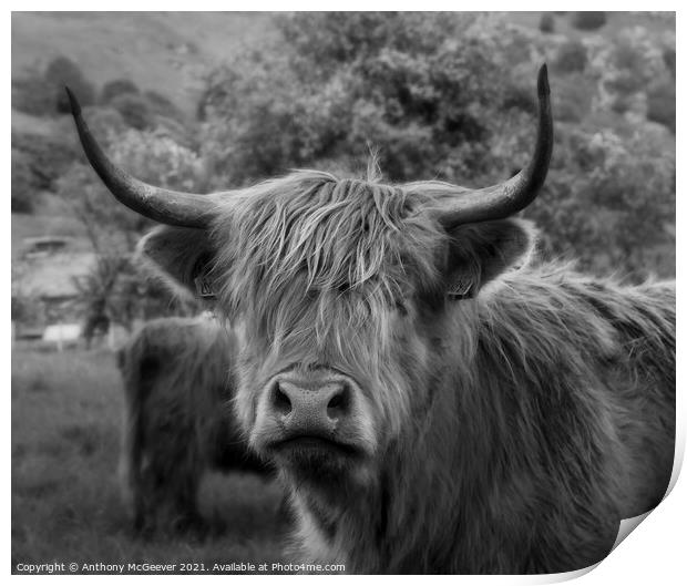 A Highland cow Print by Anthony McGeever