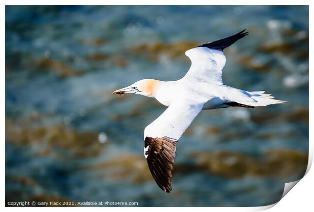 Northern Gannet bird gliding over the coast  Print by That Foto