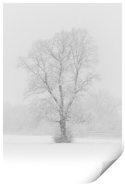 Snow Flurry Lone Tree Print by That Foto