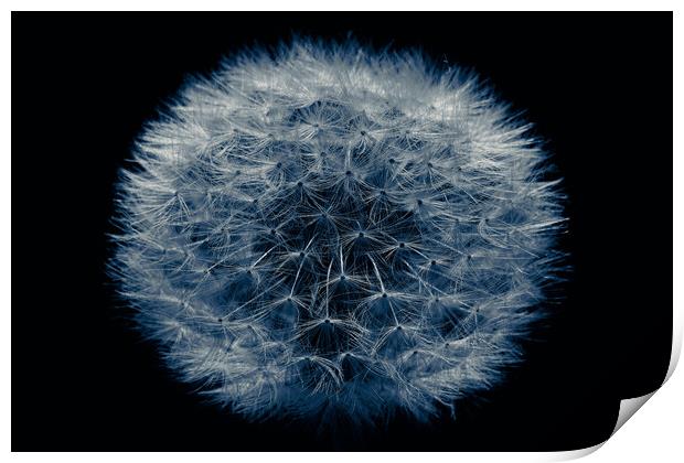 Dandelion Clock Isolated Lowkey Print by That Foto