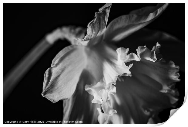 Daffodil Trumpet in Monochrome Print by That Foto