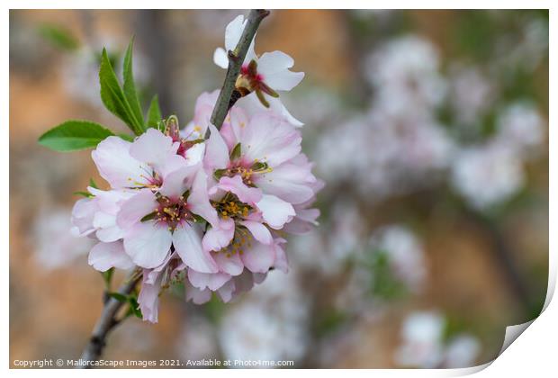 Almond blossom season in Majorca Print by MallorcaScape Images