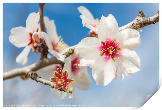 beautiful almond blossoms Print by MallorcaScape Images