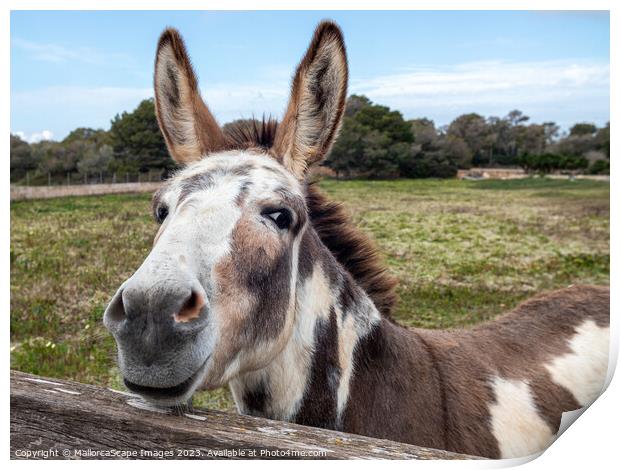 curious spotted donkey on a pasture in Majorca Print by MallorcaScape Images