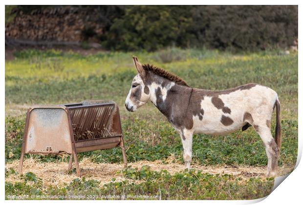 spotted male donkey on a pasture in Majorca Print by MallorcaScape Images