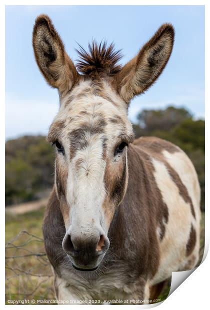 spotted donkey in Majorca Print by MallorcaScape Images