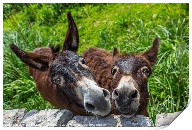 curious donkeys Print by MallorcaScape Images