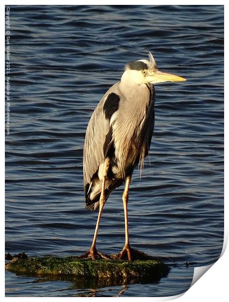Heron looking for it’s next meal Print by Sue Walker