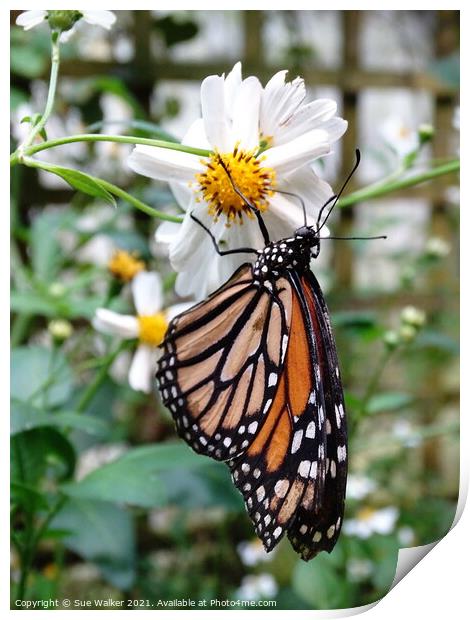 Butterfly on white flower Print by Sue Walker
