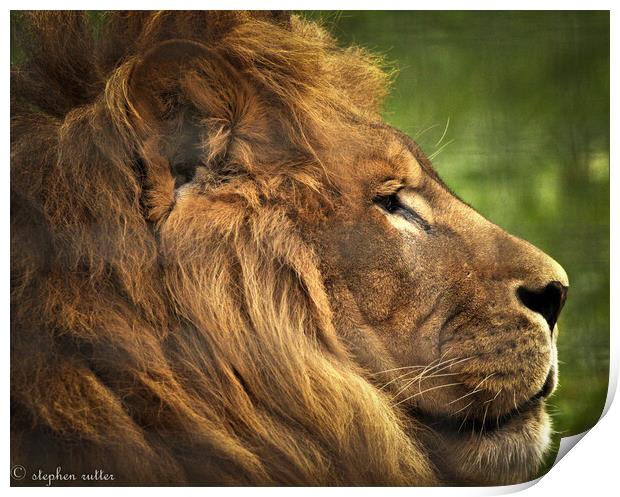 A lion looking at the camera Print by stephen rutter