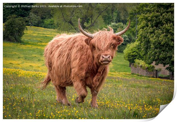 Highland Cow on Minchinhampton Common Print by Michael Barby