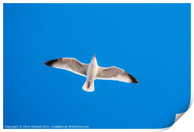 Seagull in flight Print by Chris Pownell