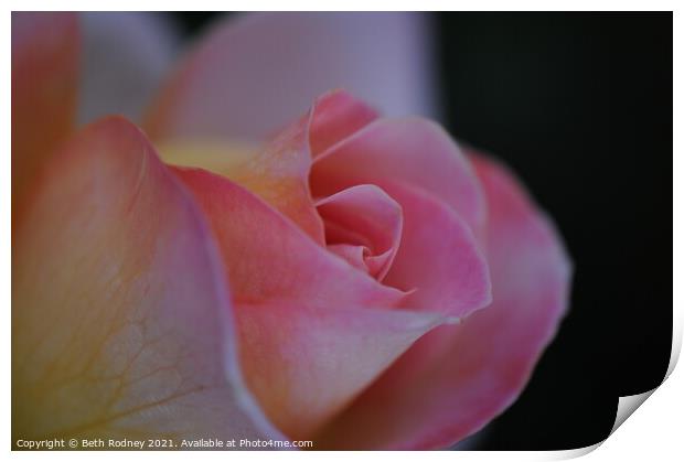 Pink rose petals close-up Print by Beth Rodney