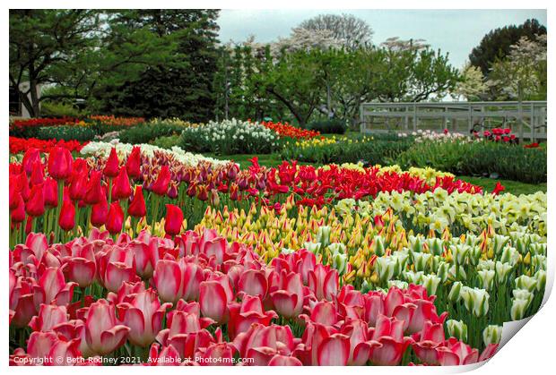 Tulip Fields Print by Beth Rodney