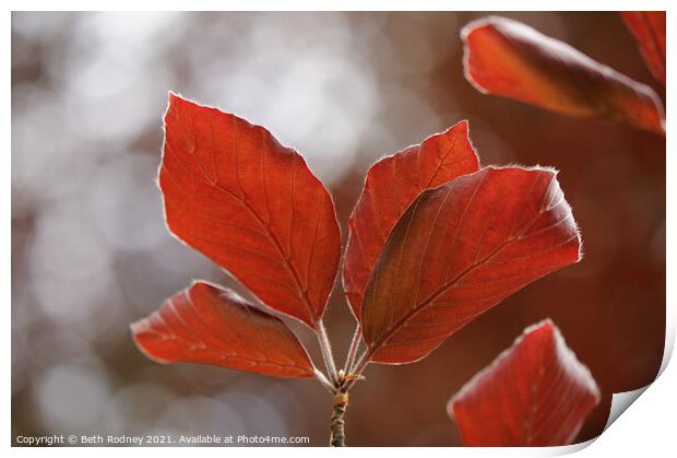 Red leaves Print by Beth Rodney