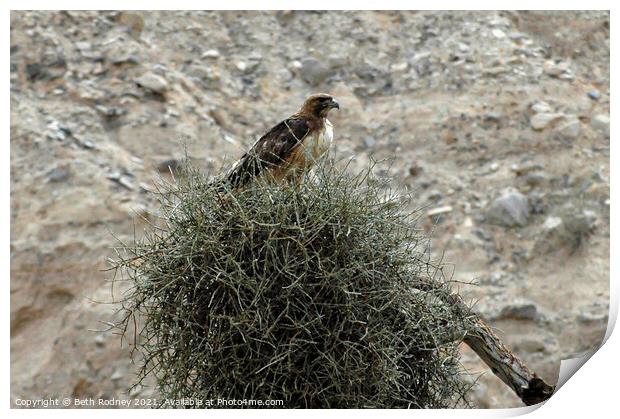 Red-tailed Hawk Print by Beth Rodney