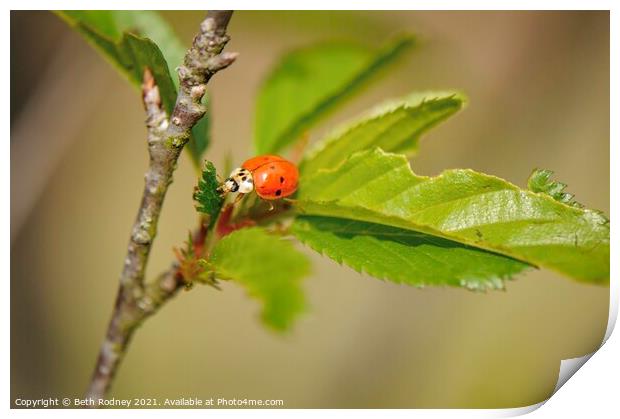 Ladybug Print by Beth Rodney