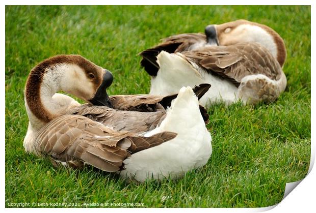 African geese Print by Beth Rodney