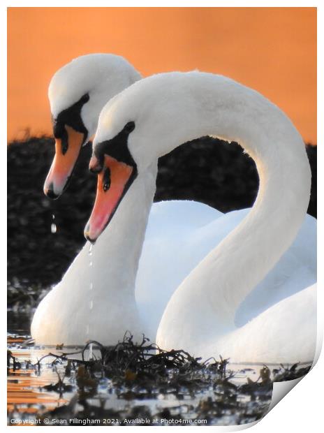 Swans Print by Sean Fillingham