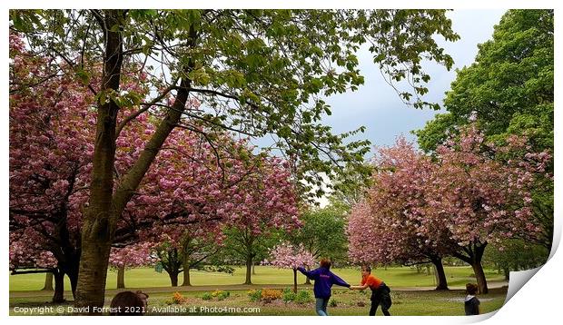 Cherry Blossom Tree fun with kids at High Hazels Park in Sheffield Print by David Forrest
