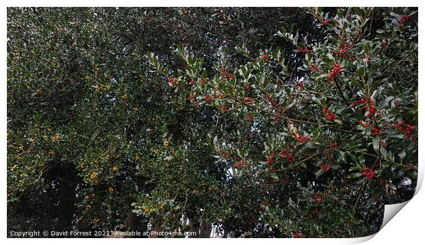 Bushes with yellow and red berries on Print by David Forrest