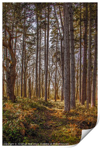 Autumn Pines, Thorndon Country Park Print by Jonathan Bird