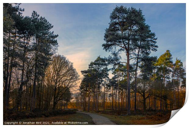 Late Sun in the Pines, Thorndon Country Park Print by Jonathan Bird