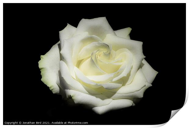 White Rose #1 Print by Jonathan Bird