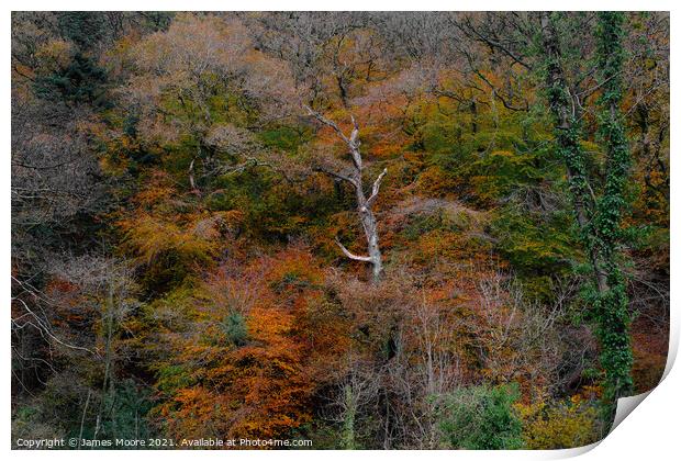 Buck's Mills Autumn Colour Print by James Moore