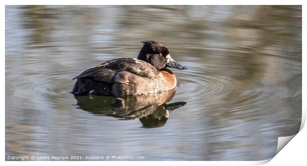 Female Tufted Duck Print by Lesley Pegrum