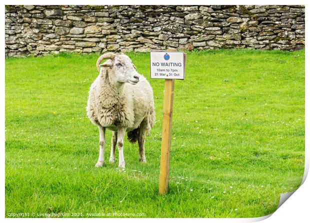 Sheep No Waiting Sign Print by Lesley Pegrum