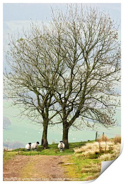3 Sheep Under a Tree Print by Lesley Pegrum
